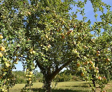 reife, gelbe und rote Äpfel hängen am Apfelbaum auf einer  Streuobstwiese