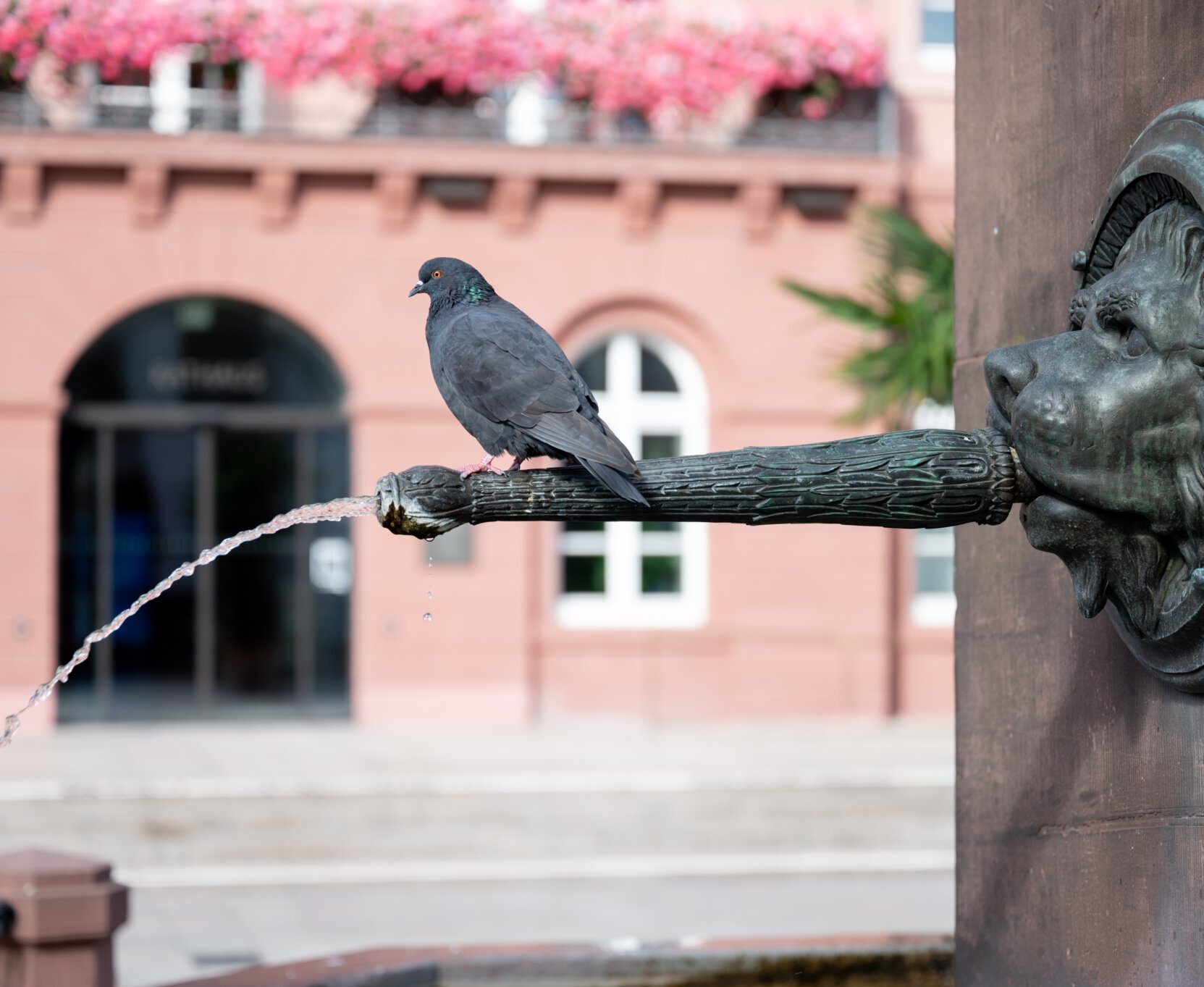 Taube sitzt auf Brunnen am Marktplatz 