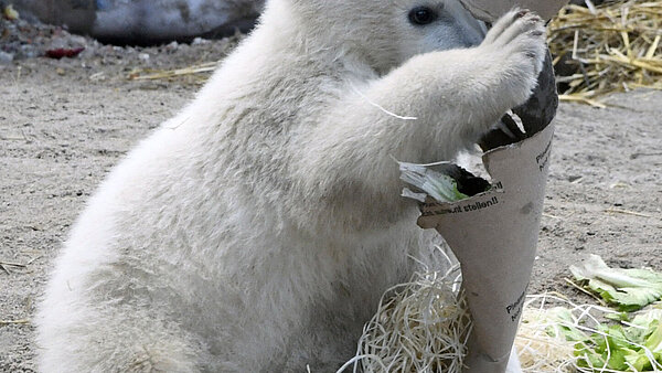 Eisbär Mika im Zoologischen Stadtgarten bei ersten Gehversuchen
