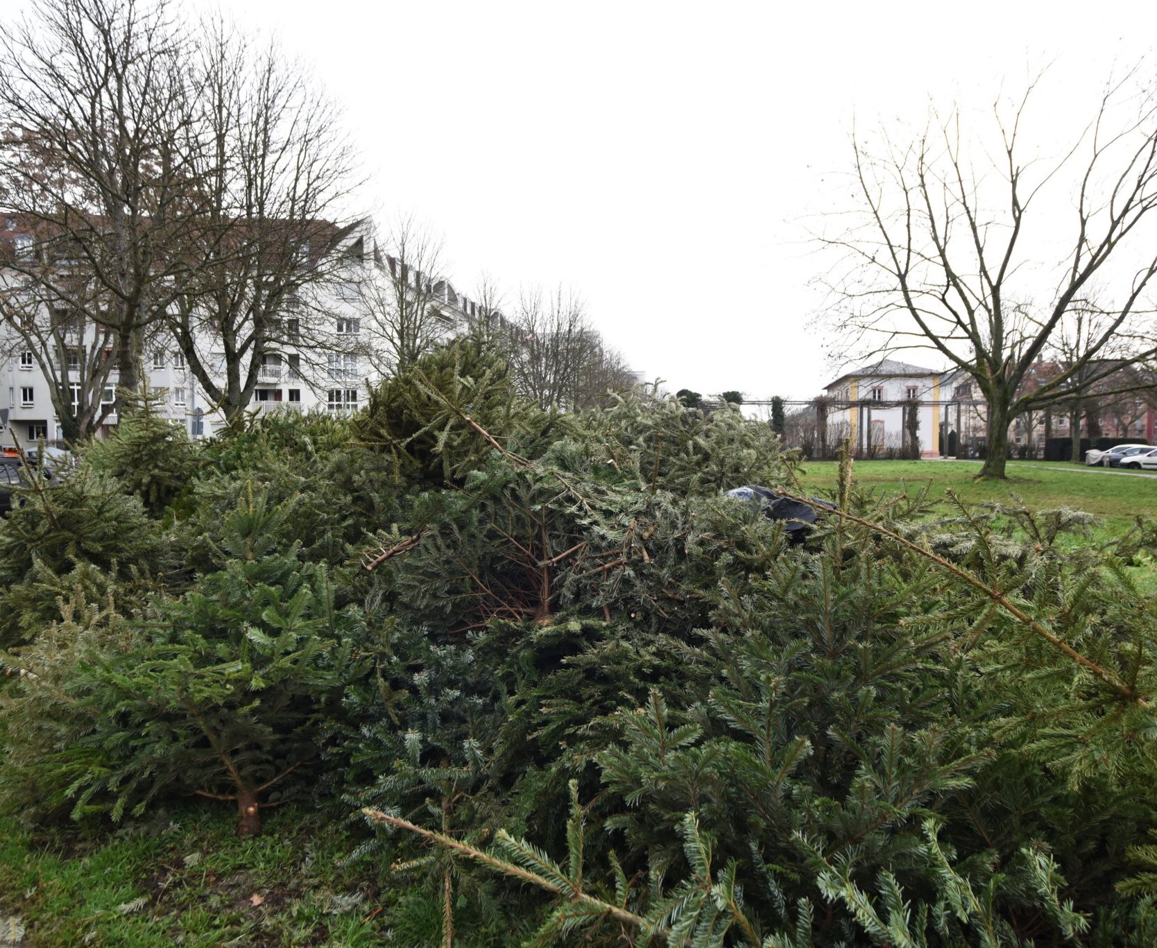 Weihnachtsbäume liegen an der Sammelstelle.