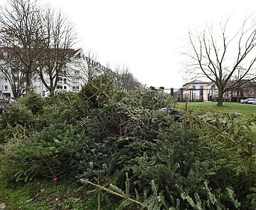 Weihnachtsbäume liegen an der Sammelstelle.