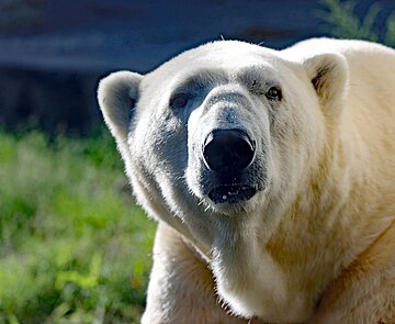 Kap wurde am heutigen Vormittag eingeschläfert, nachdem sich sein Gesundheitszustand massiv verschlechtert hatte. 