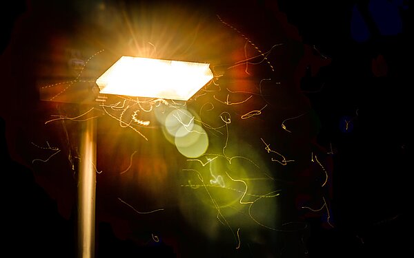 Langzeitbelichtung um die Flugspuren von Insekten zu zeigen