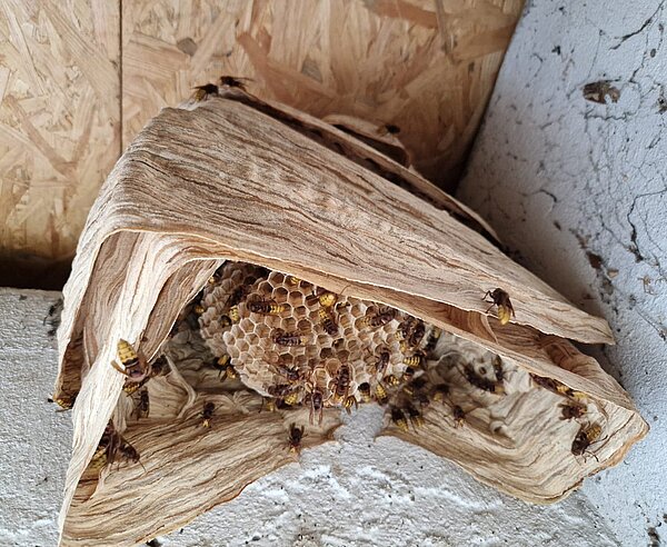 Nest Europäischen Hornisse
