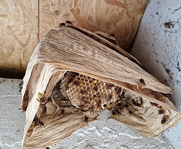 Nest Europäischen Hornisse