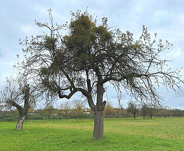 Ungepflegter Apfelaltbaum mit vielen Misteln