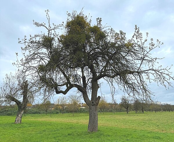 Ungepflegter Apfelaltbaum mit vielen Misteln