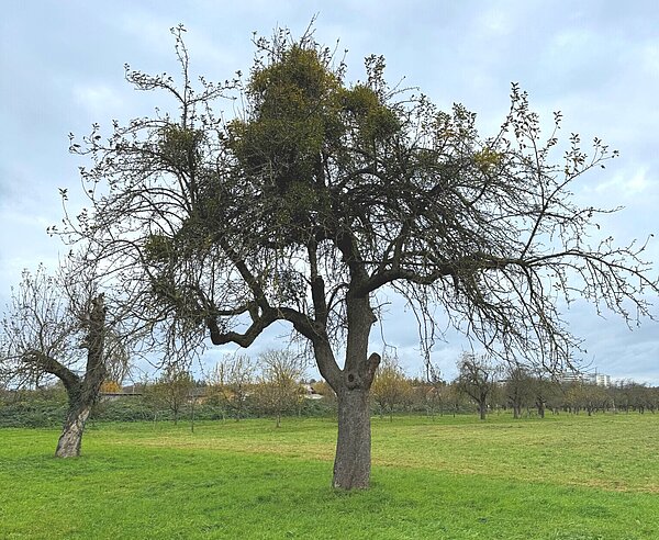 Ungepflegter Apfelaltbaum mit vielen Misteln