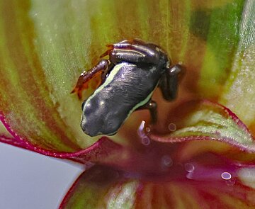 Die jungen Eleganten Harlekinkröten sind kurz nach der Metamorphose kaum größer als ein Reiskorn.  