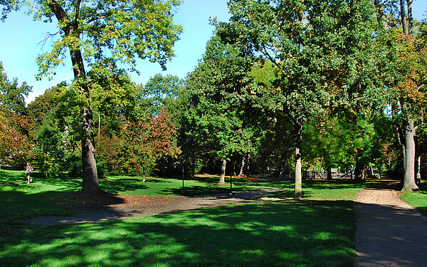 Das Bild zeigt eine Wiese und verschiedene Bäume im Beiertheimer Wäldchen. 