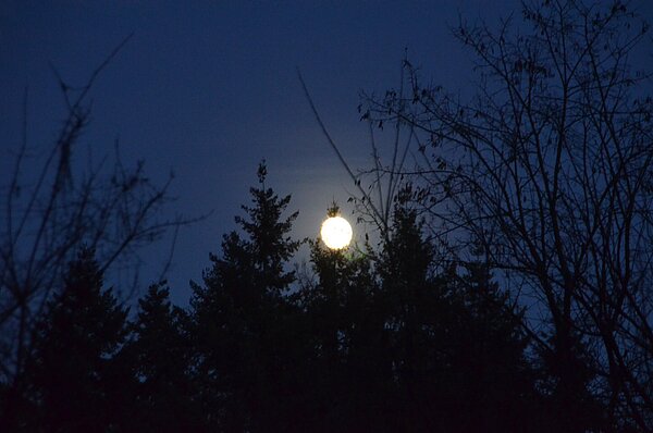 Vollmond über dem Wald bei Nacht