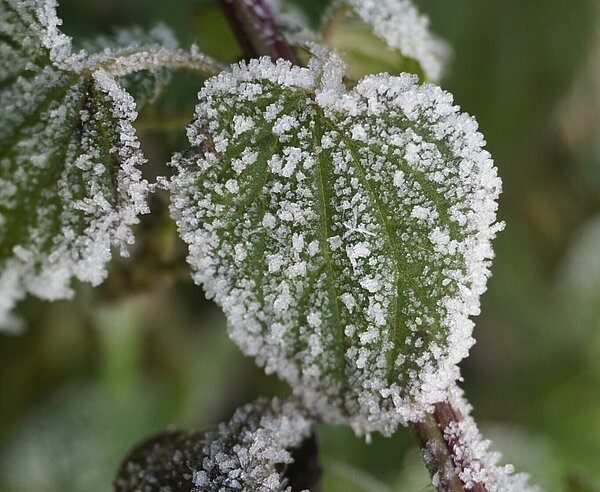 Winter-Symbolbild: Ast und Blätter mit Raureif.