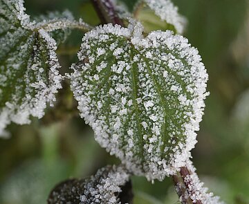 Winter-Symbolbild: Ast und Blätter mit Raureif.