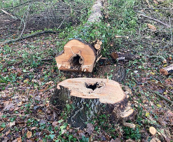 Esche faul mit Halimasch