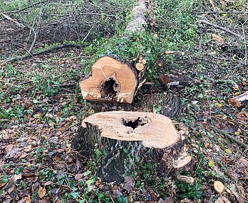 Esche faul mit Halimasch