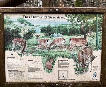 Infotafel zum Thema Damwild