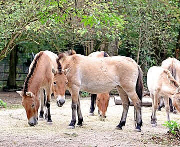 Im Tierpark Oberwald werden neben zahlreichen anderen Arten auch Przewalski-Pferde gehalten. Sie gelten laut Weltnaturschutzunion IUCN als „stark gefährdet“. Der Zoo Karlsruhe beteiligt sich am Erhaltungszuchtprogramm sowie an einem Projekt im eigentlichen Verbreitungsgebiet. 