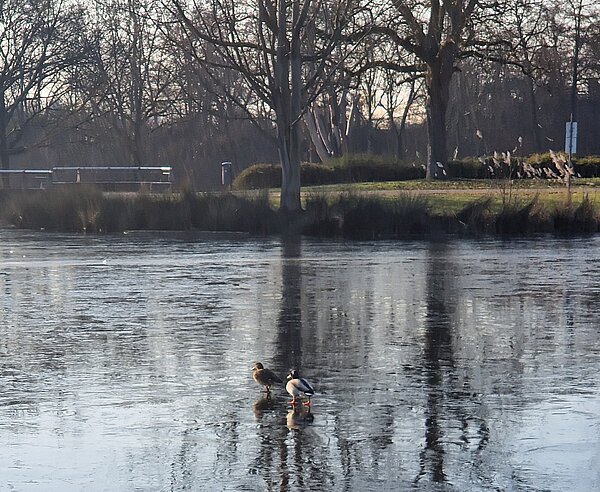 Blick auf den See in der Günther-Klotz-Anlage