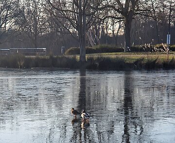 Blick auf den See in der Günther-Klotz-Anlage