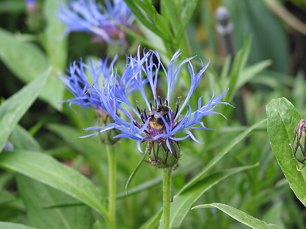 Kornblume mit Wildbiene