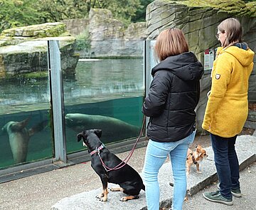 Mitte November können Hunde während eines Aktionswochenendes in den Zoologischen Stadtgarten Karlsruhe mitgebracht werden.