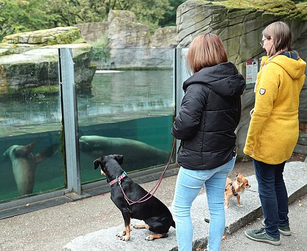Mitte November können Hunde während eines Aktionswochenendes in den Zoologischen Stadtgarten Karlsruhe mitgebracht werden.