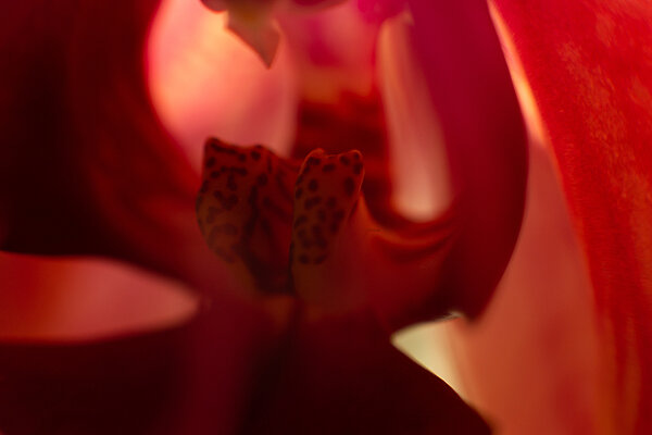 Nahaufnahme der Blüte einer roten Orchidee.