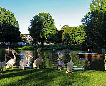 Bis in die Dämmerung mit der Gondoletta fahren: Das ist beim Karlsruher Nacht-Zoo am 27. und 28. Juni möglich. 