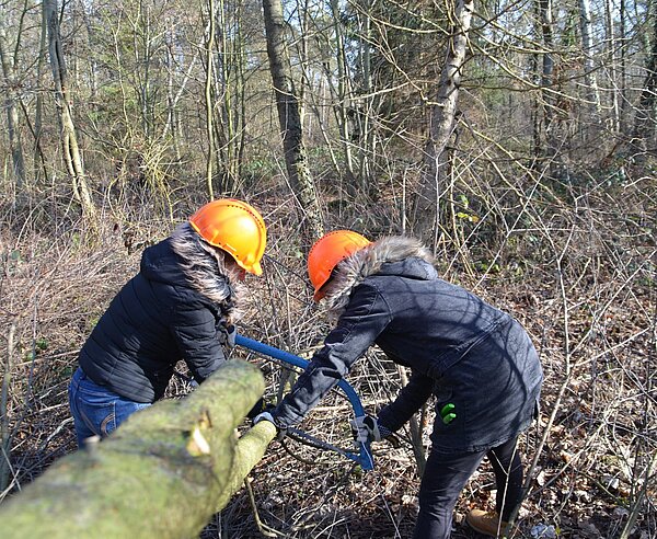 Bei der Waldpflege der Waldpädagogik können Teilnehmende selber mit Axt und Säge aktiv werden.