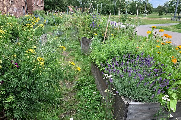 Bunt bewachsene Beete mit Lavendel, Calendula und Reinfarn im Marstallgarten der Fächergärtner.