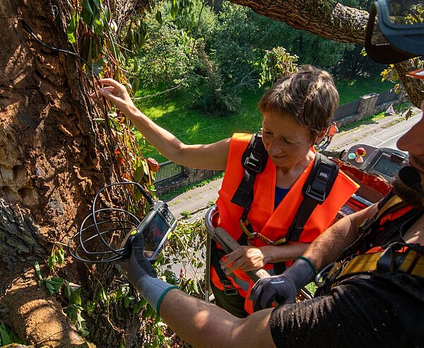 Bürgermeisterin Bettina Lisbach und Stephan Gehrlein untersuchen eine Eiche mit einer Sonde.