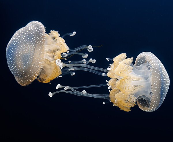 Wurzelmundquallen im Naturkundemuseum