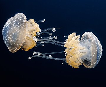 Wurzelmundquallen im Naturkundemuseum