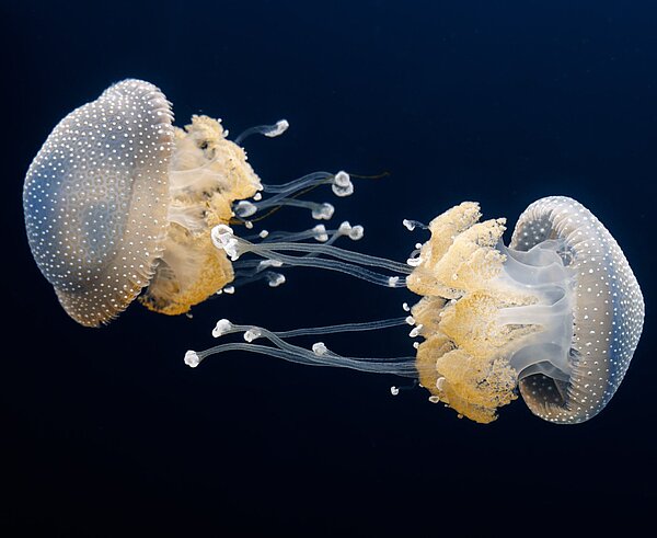 Wurzelmundquallen im Naturkundemuseum