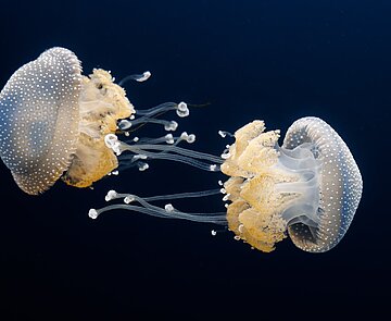 Wurzelmundquallen im Naturkundemuseum