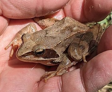 Springfrosch