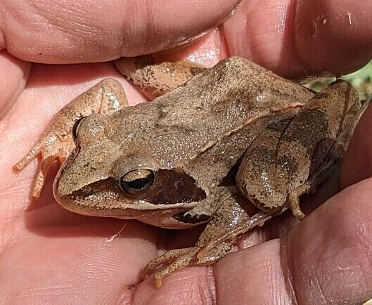 Springfrosch
