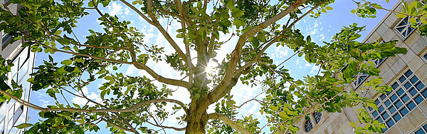 Blick in einer Baumkrone zwischen deren Ästen die Sonne blinzelt