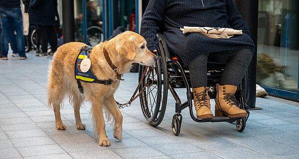 Ein Assistenzhund führt eine Person, die in einen Rollstuhl sitzt.