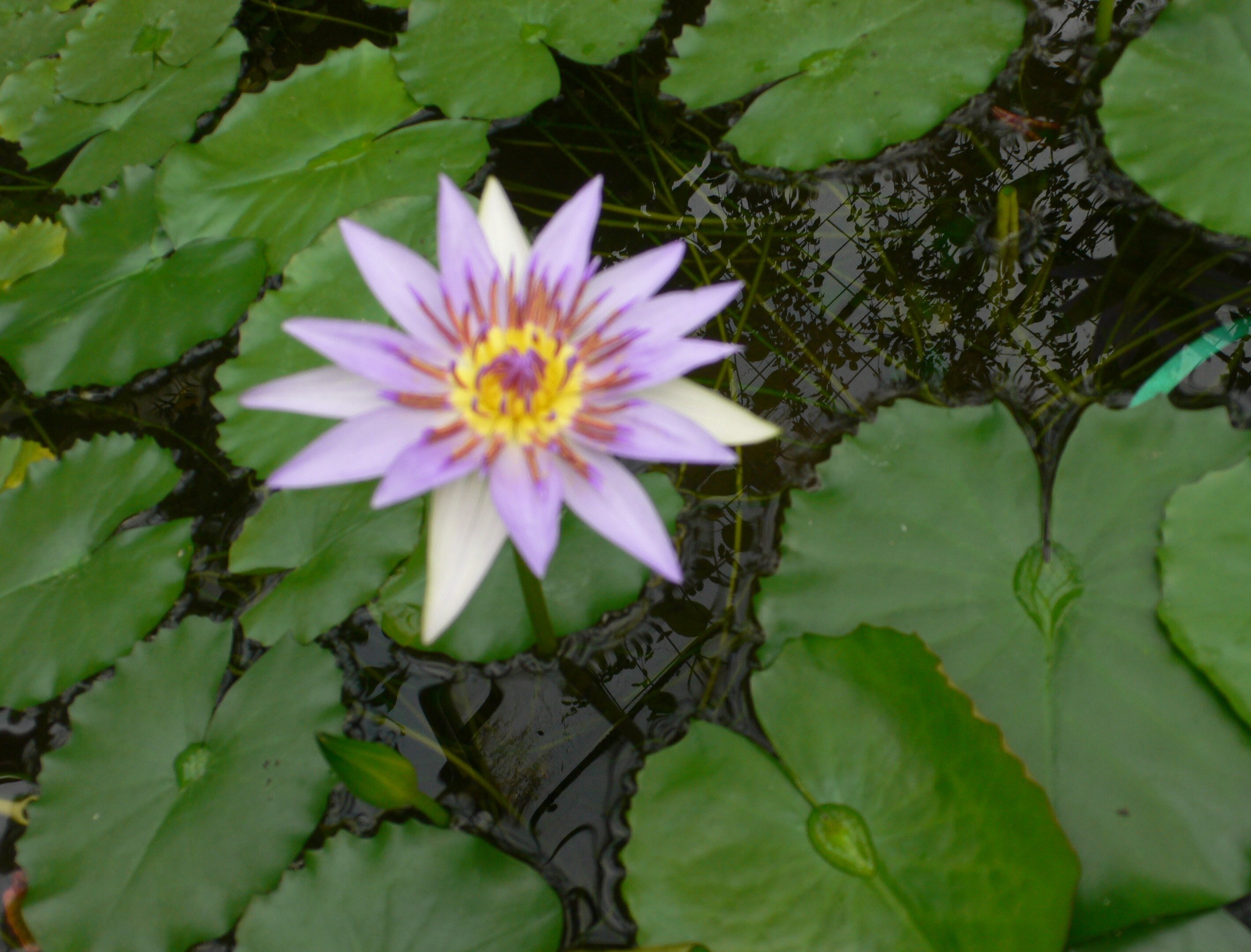 Der Natur abgeschaut!