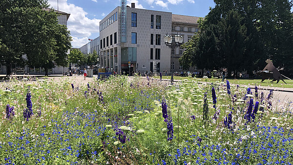 Das Bild zeigt einen bunten Sommerflor auf dem Friedrichsplatz. 