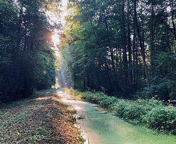 Morgenstimmung nach Regen am Graben