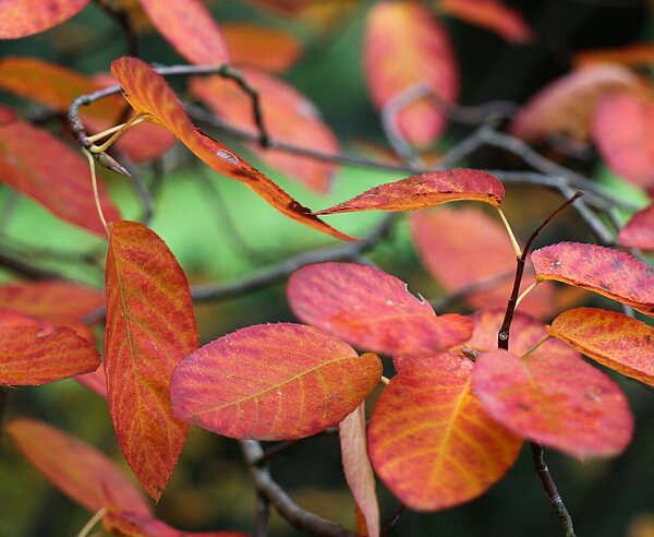 Zoologischer Stadtgarten_Herbst 2021