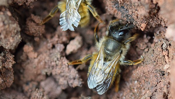 Das Bild zeigt die Gehörten Mauerbiene in einem Erdloch. 