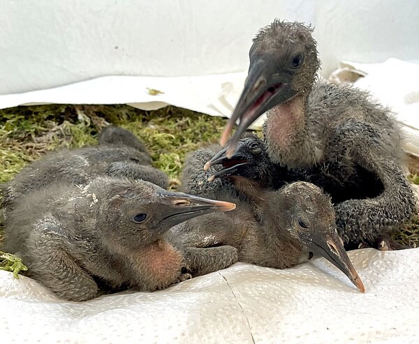 Die Waldrapp-Küken werden in Karlsruhe von ihren menschlichen Ziehmüttern versorgt. Zoogäste können die Tiere in der Aufzuchtstation beobachten. 