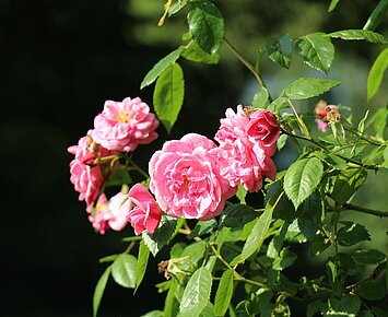 Führung Rosen Zoologischer Stadtgarten