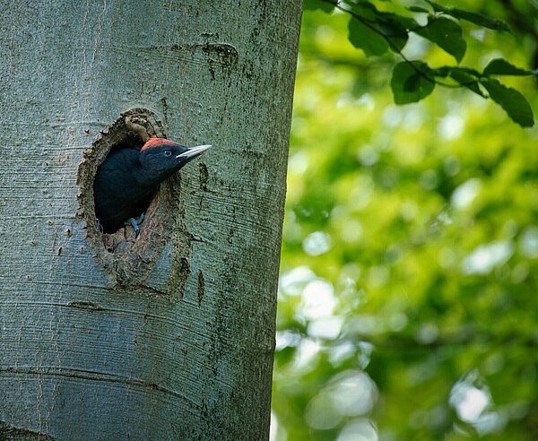 Schwarzspecht (Dryocopus martius) schaut aus seiner Höhlung
