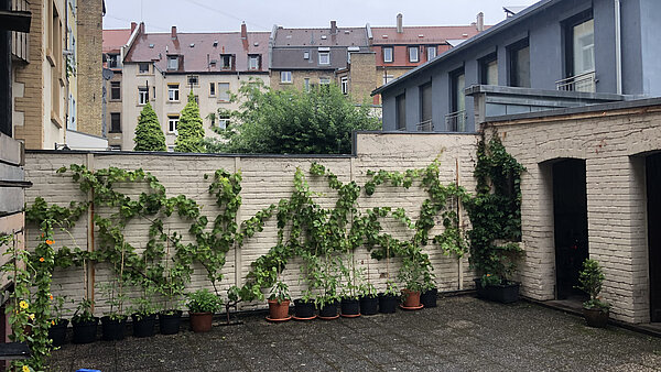 Wandbegrünung mit Weinrebe in der Oststadt