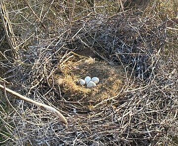 Der Stämmling wird von Storchen als Nistplatz genutzt.