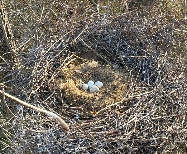 Der Stämmling wird von Storchen als Nistplatz genutzt.